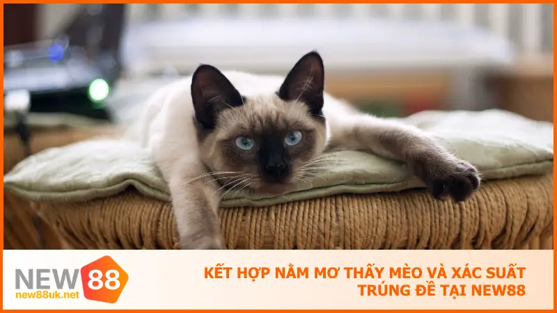 Khi Nằm Mơ Thấy Mèo Hãy Để New88 Gợi Ý Số Đề Chính Xác 4 Kết hợp nằm mơ thấy mèo và xác suất trúng đề tại New88