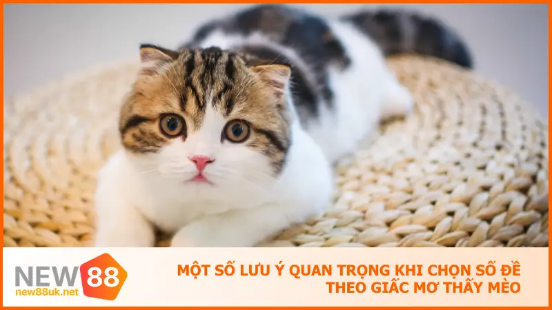 Khi Nằm Mơ Thấy Mèo Hãy Để New88 Gợi Ý Số Đề Chính Xác 5 Một số lưu ý quan trọng khi chọn số đề theo giấc mơ thấy mèo