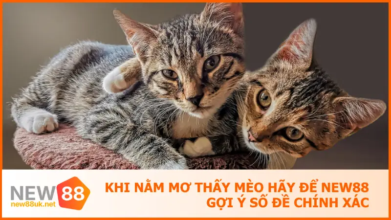 Khi Nằm Mơ Thấy Mèo Hãy Để New88 Gợi Ý Số Đề Chính Xác
