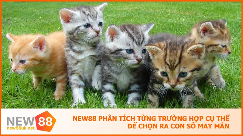 Khi Nằm Mơ Thấy Mèo Hãy Để New88 Gợi Ý Số Đề Chính Xác 2 New88 phân tích từng trường hợp cụ thể để chọn ra con số may mắn