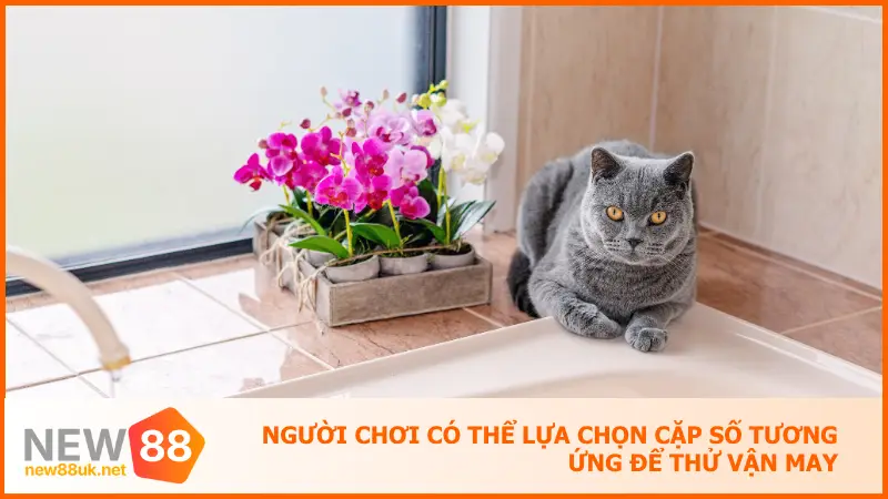 Khi Nằm Mơ Thấy Mèo Hãy Để New88 Gợi Ý Số Đề Chính Xác 3 Người chơi có thể lựa chọn cặp số tương ứng để thử vận may